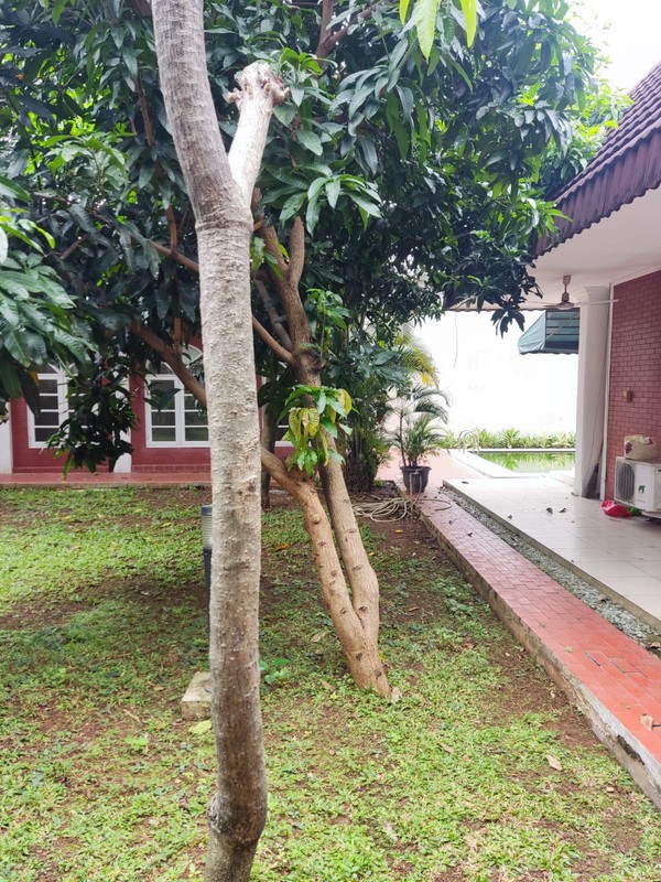 Classic House in Kemang For Rent