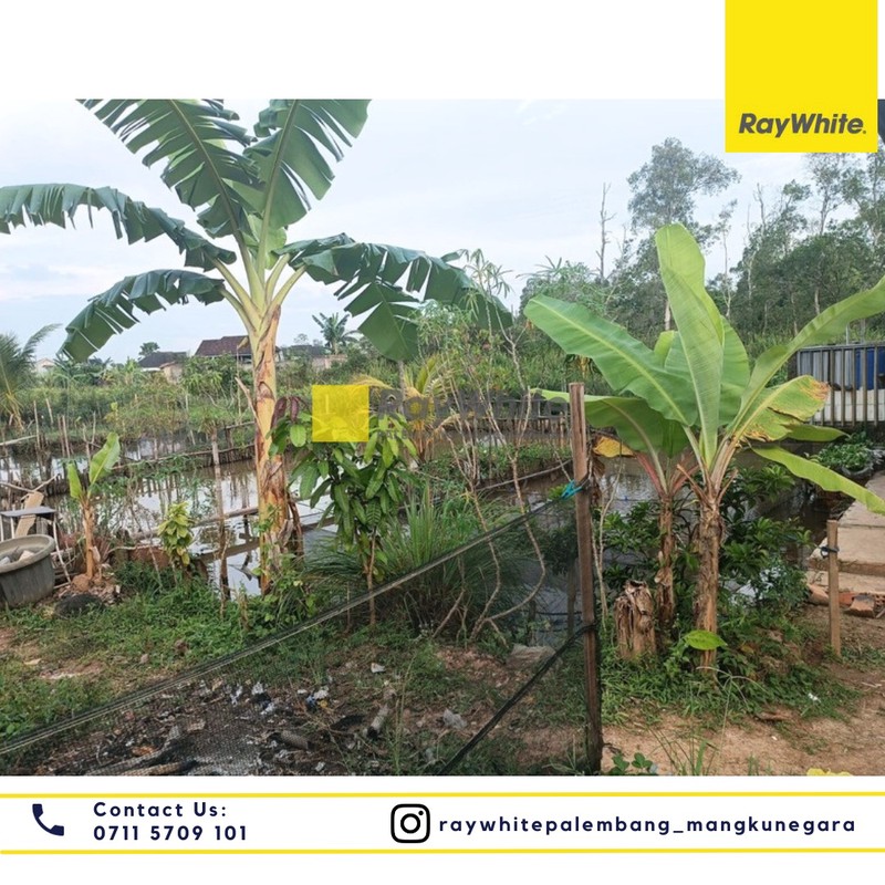 Dijual Tanah + Rumah di Jl. Tanjung Bubuk Kel. Bukit Baru Kec. Ilir Bar. I, Kota Palembang