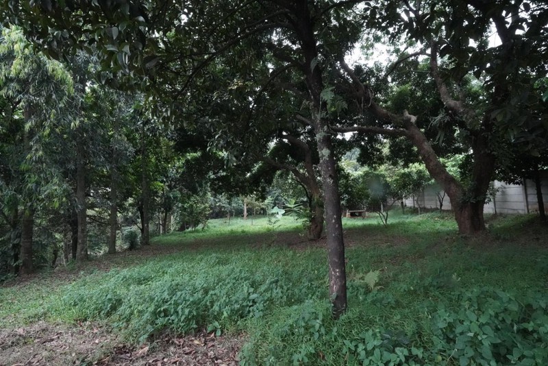 Dijual Tanah Kebun Buah2an Harga Murah  3.000 m&#xb2; - Arco Raya Sawangan.