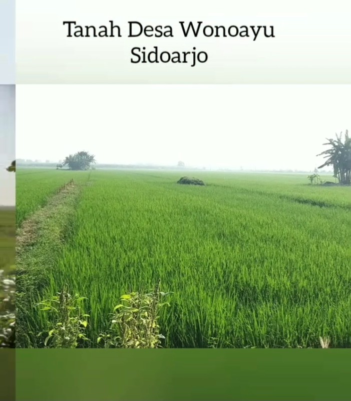 MURAH Dijual 3 Bidang Tanah Desa Wonoayu Sidoarjo Jawa Timur - Jalan Aspal Antar Desa - 100 Meter Dari Jalan Raya Propinsi Sidoarjo - Krian - Plot Kuning Pemukiman