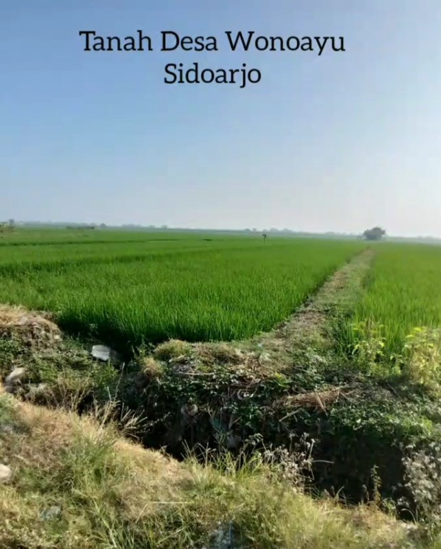 MURAH Dijual 3 Bidang Tanah Desa Wonoayu Sidoarjo Jawa Timur - Jalan Aspal Antar Desa - 100 Meter Dari Jalan Raya Propinsi Sidoarjo - Krian - Plot Kuning Pemukiman
