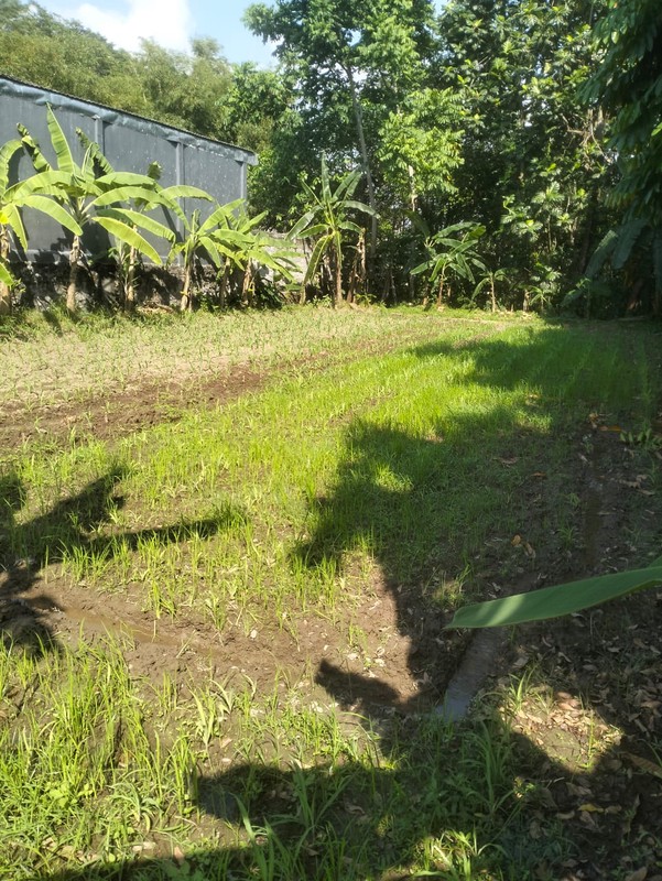 Tanah 1405 Meter Persegi Lokasi Dekat UKRIM , Purwomartani, Kalasan, Sleman