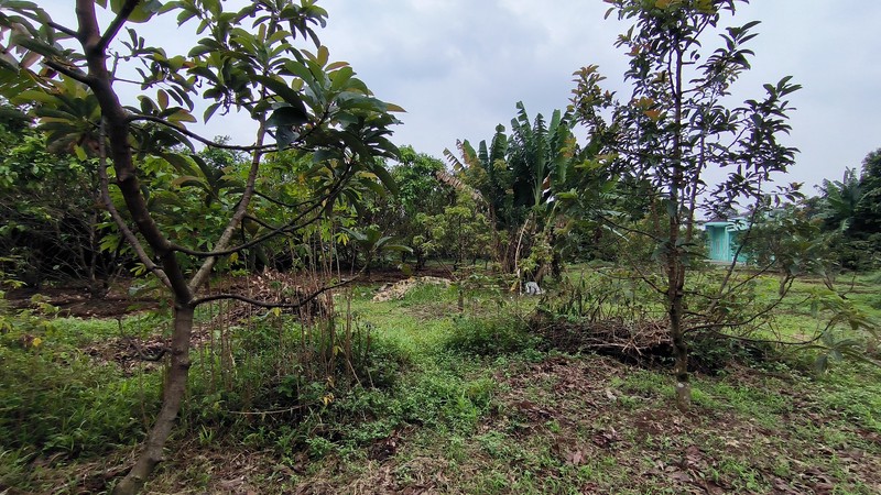 Tanah padat cocok untuk perumahan