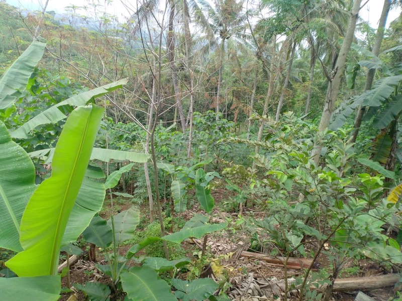 Investasi Lahan Pertanian dan Perkebunan Bandung Barat