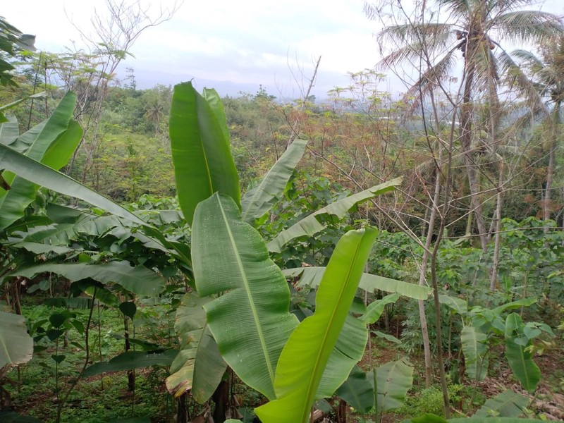 Investasi Lahan Pertanian dan Perkebunan Bandung Barat