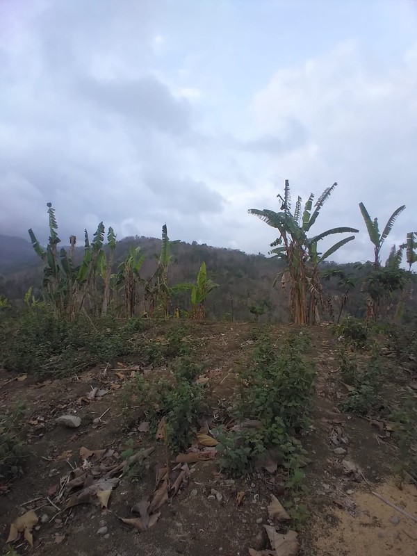 Tanah Luas 4780 Meter Persegi Lokasi Dekat Pasar Sribit Kulon Progo 