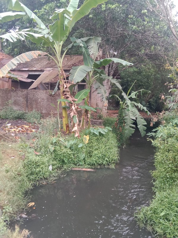 Tanah Luas 1690 Meter Persegi Lokasi Strategis di Daerah Balecatur Gamping Sleman 