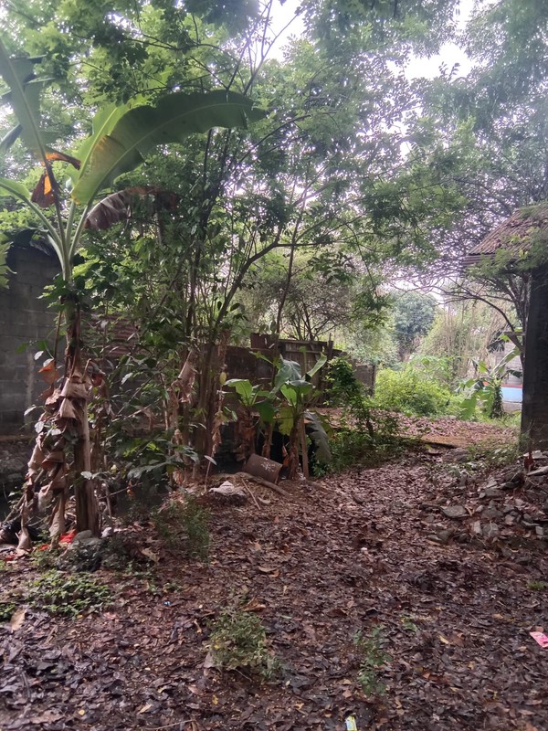 Tanah Luas 1690 Meter Persegi Lokasi Strategis di Daerah Balecatur Gamping Sleman 