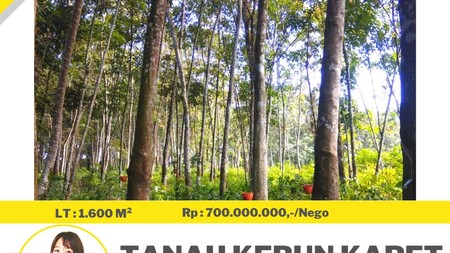 tanah murah tanjung bintang