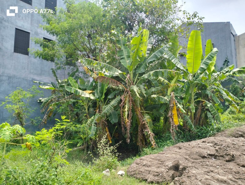 Tanah Pekarangan 1428 Meter Persegi Lokasi Dekat Puskesmas Klaten Selatan