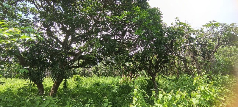 2.6 Hectares Mango Farm Land for Sale in Ujung Pangkah, Gresik - Negotiable Price