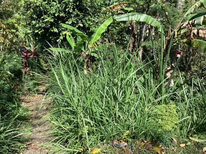 Land Freehold Main Road Kintamani Bali