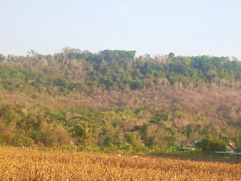 Tanah Tegalan Luas 1 Hectare  - Kawasan Industri Piyungan (Cikal, Srimulyo)