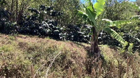Land Freehold Expansive Countryside Kintamani Bali