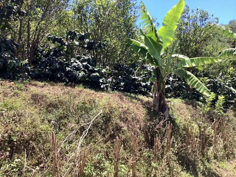 Land Freehold Expansive Countryside Kintamani Bali