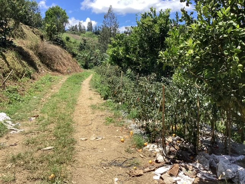 Land Freehold Expansive Countryside Kintamani Bali