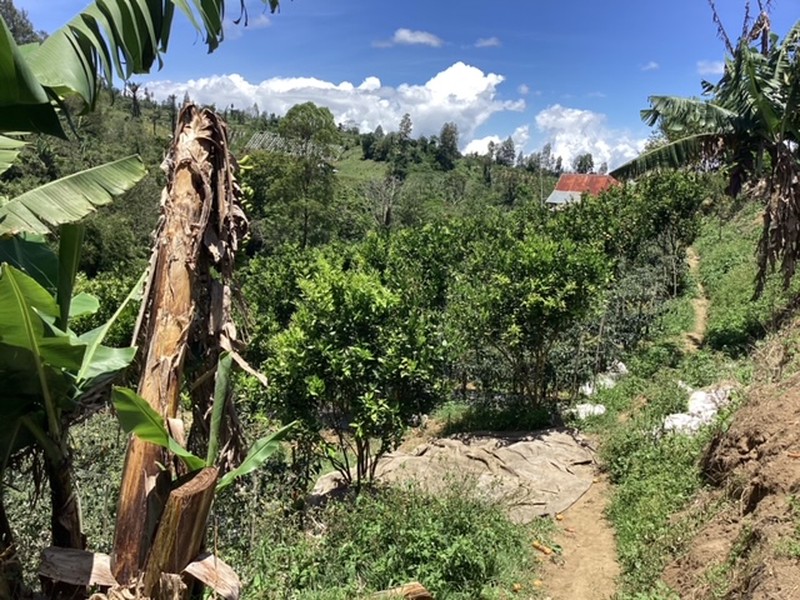 Land Freehold Expansive Countryside Kintamani Bali