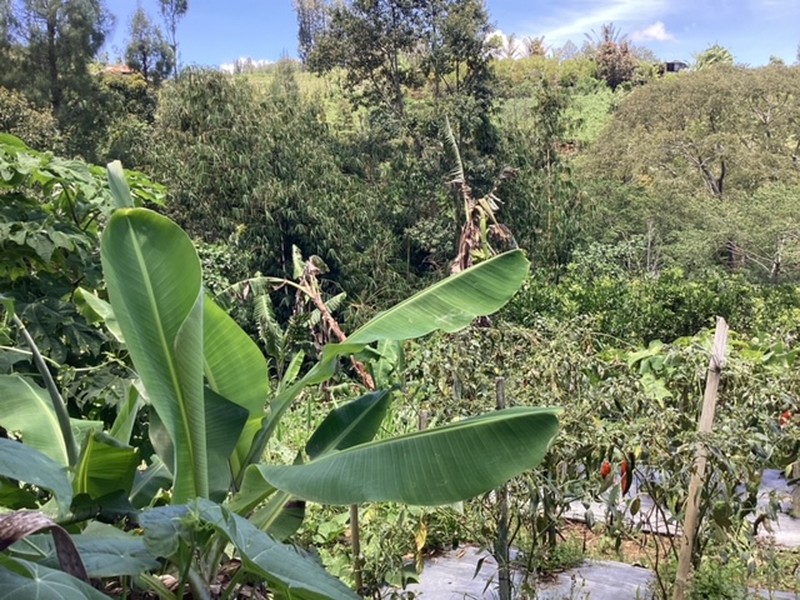 Land Freehold Expansive Countryside Kintamani Bali