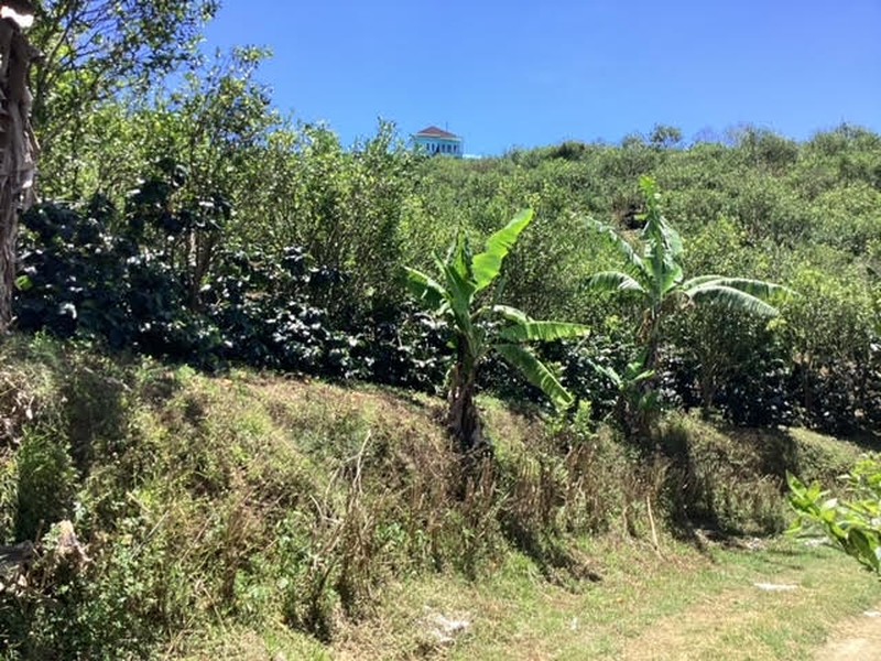 Land Freehold Expansive Countryside Kintamani Bali