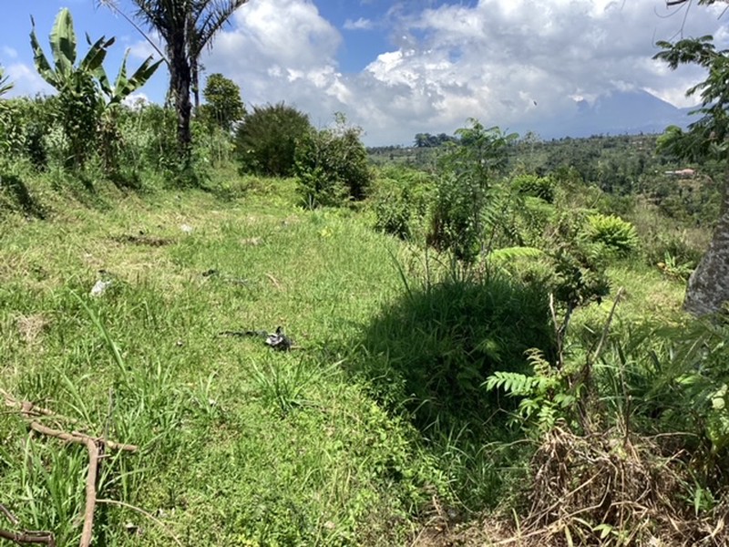 Land Freehold 16000 sqm In Kintamani Bali