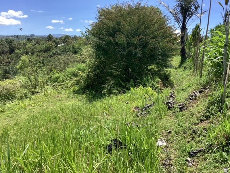 Land Freehold 16000 sqm In Kintamani Bali
