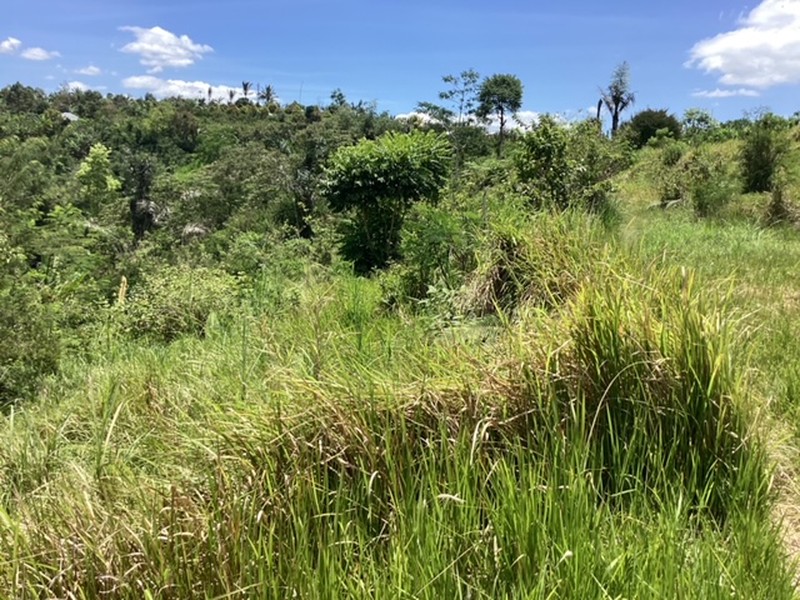 Land Freehold 16000 sqm In Kintamani Bali