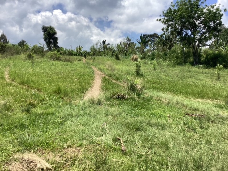 Land Freehold 16000 sqm In Kintamani Bali