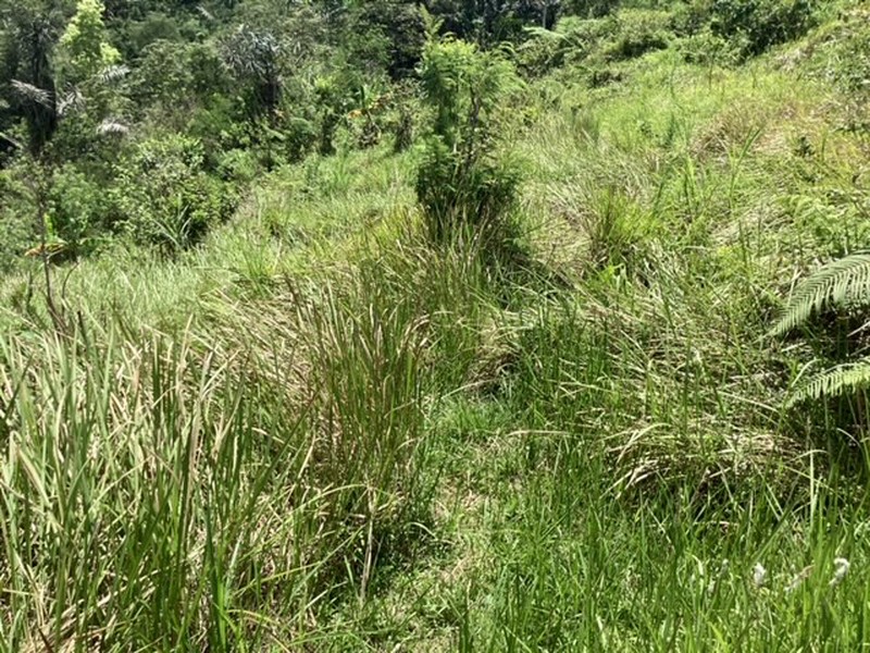 Land Freehold 16000 sqm In Kintamani Bali