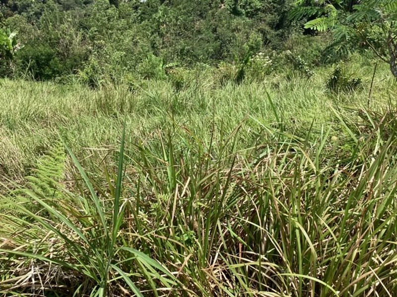 Land Freehold 16000 sqm In Kintamani Bali