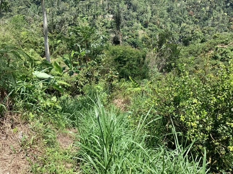 Land Freehold 16000 sqm In Kintamani Bali