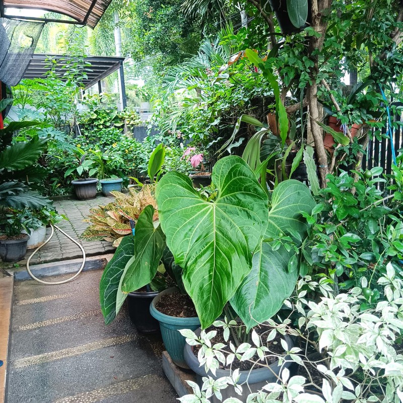 Dijual Rumah Siap Huni Jl. Hangjebat, Kebayoran Baru, Jakarta Selatan