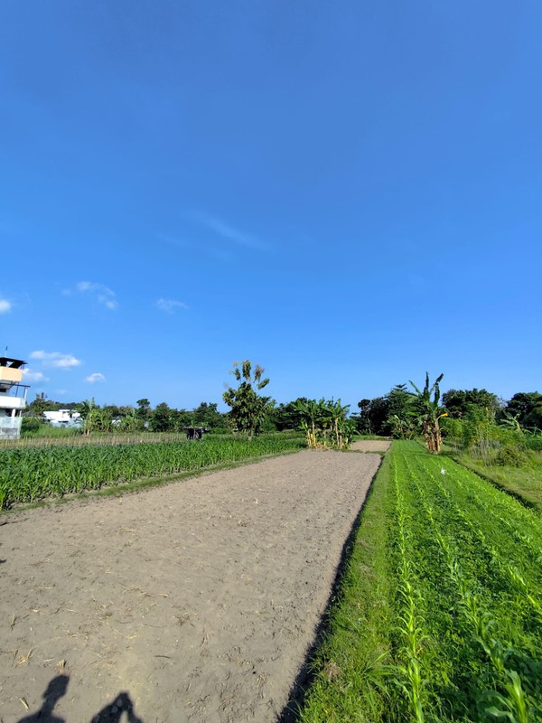 Investasi Tanah Sawah 1249 Meter Persegi, Lokasi Dekat Pasar Cebongan