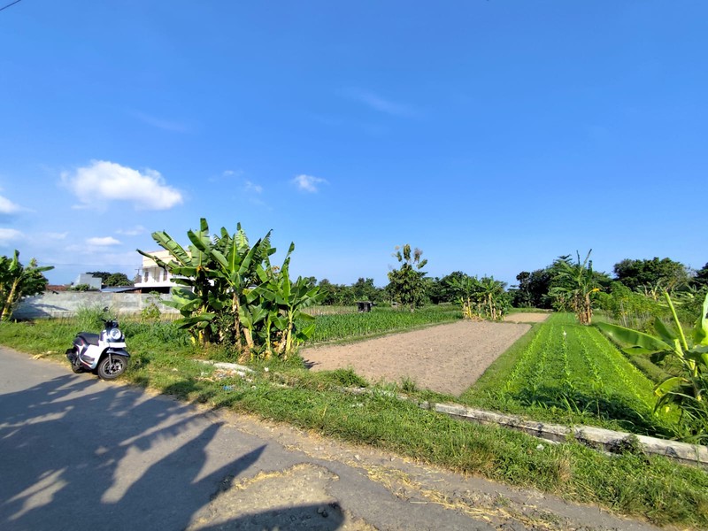 Investasi Tanah Sawah 1249 Meter Persegi, Lokasi Dekat Pasar Cebongan