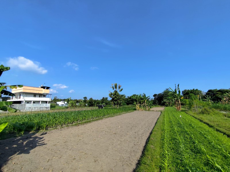 Investasi Tanah Sawah 1249 Meter Persegi, Lokasi Dekat Pasar Cebongan