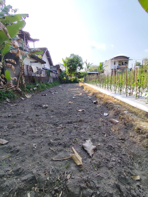 Investasi Tanah Sawah 494 Meter Persegi, Lokasi Dekat Pasar Cebongan