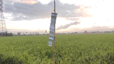 Sawah Strategis Di Daerah Tangerang