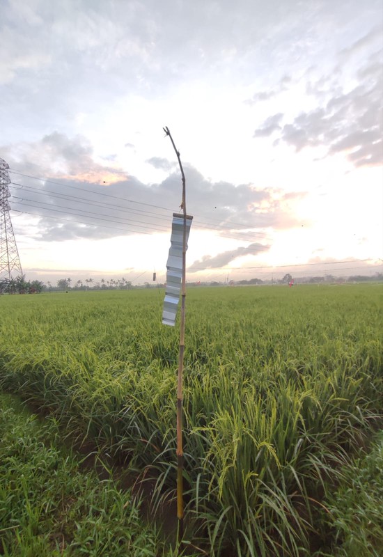 Sawah Strategis Di Daerah Tangerang