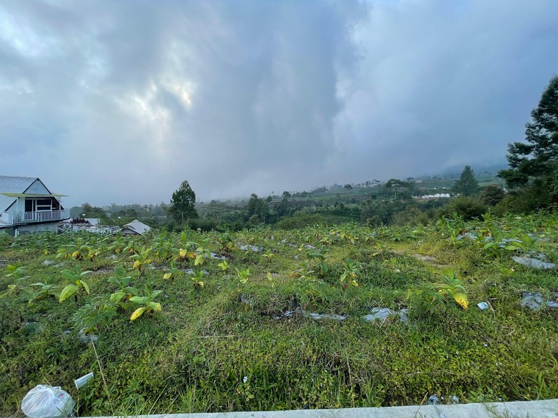 Tanah 2249 Meter Persegi, Dikaki Gunung Sindoro, Cocok Untuk Glamping