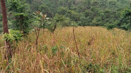 Tanah Kebun Luas di Waluran Mandiri Sukabumi