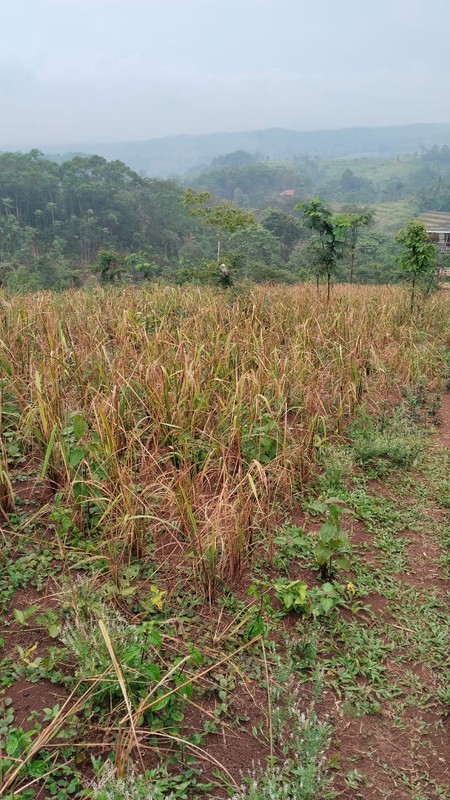 Tanah Kebun Luas di Waluran Mandiri Sukabumi