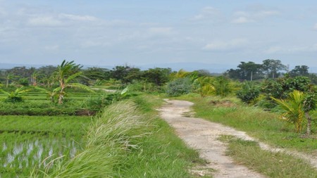 Land 4370 sqm Rice field View in Great Location Pasut Tabanan