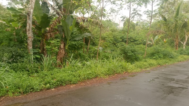 Tanah 1845 Meter Persegi Diarea Wisata Kaliurang Girikerto Turi Sleman