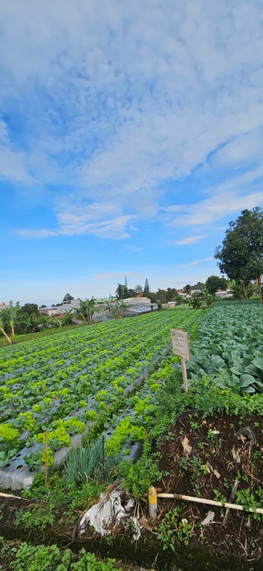 Tanah Murah SHM 420 m&#xb2; Dekat STIKes Rajawali Cocok Usaha