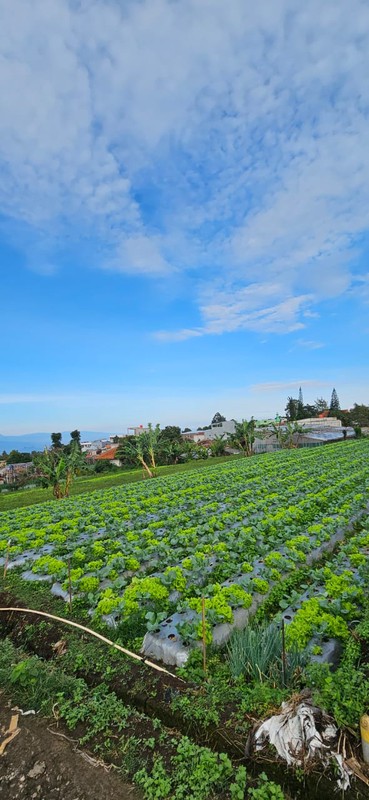 Tanah Murah SHM 420 m&#xb2; Dekat STIKes Rajawali Cocok Usaha