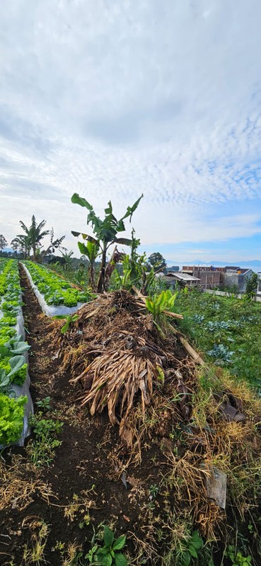 Tanah Murah SHM 420 m&#xb2; Dekat STIKes Rajawali Cocok Usaha