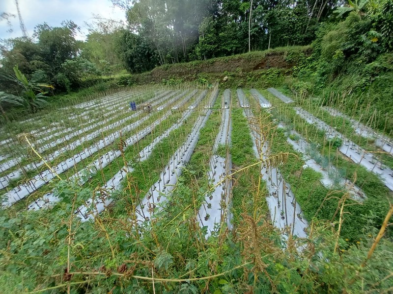 Tanah Luas 1000 Meter Persegi Lokasi Strategis di Daerah Cangkringan Sleman 