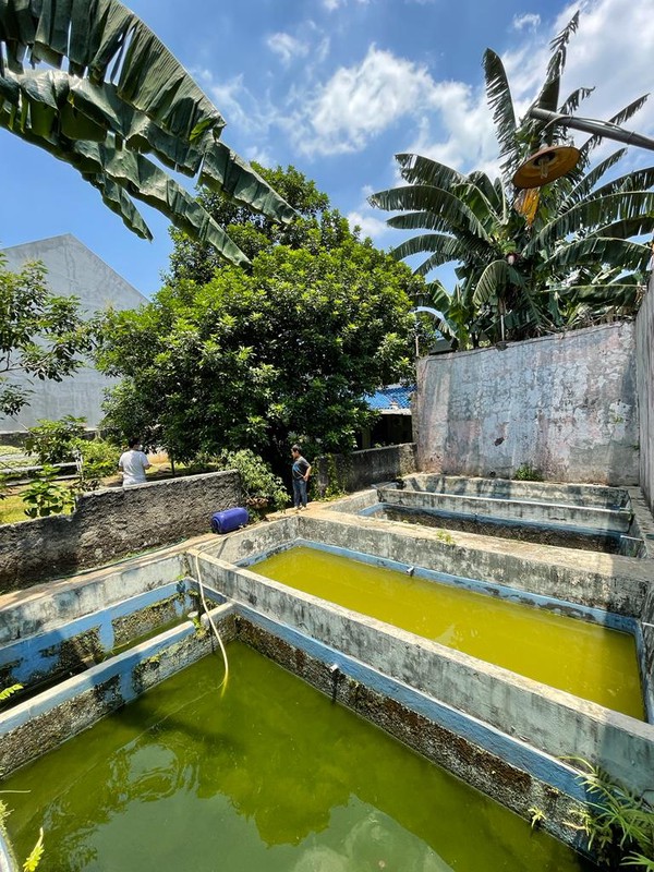 Rumah Clasic dengan halaman yg sangat luas Sejuk dan Nyaman