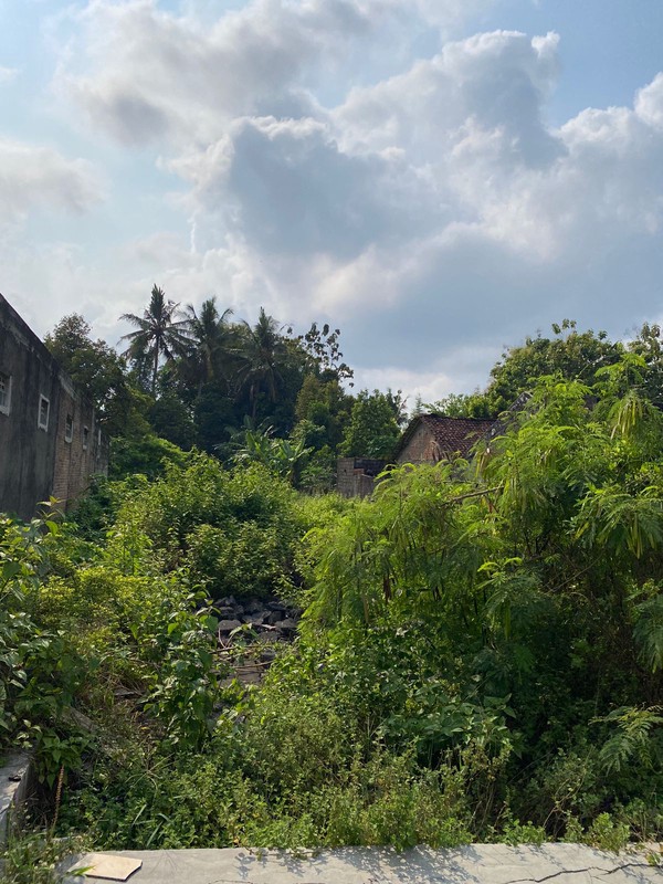 Investasi Tanah Sawah 933 Meter Persegi, Lokasi Dekat Pasar Cebongan