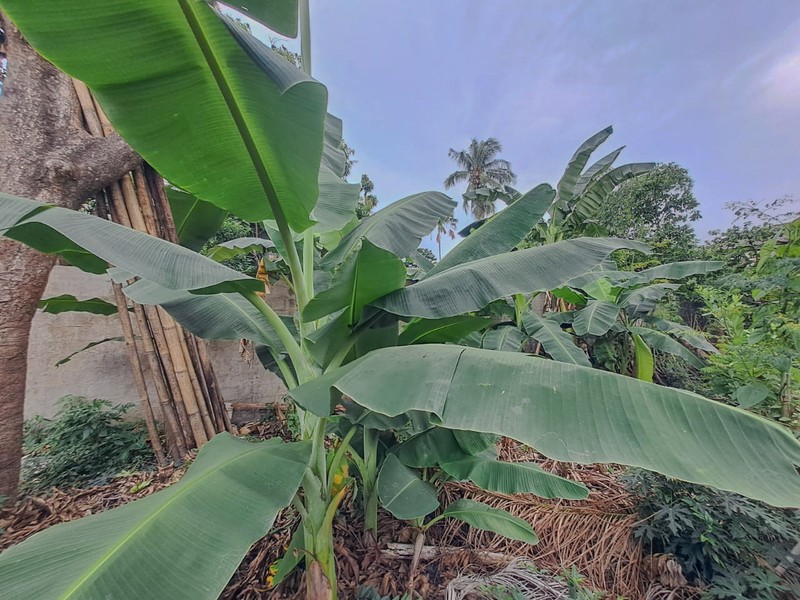 Rumah di Kebon Jeruk Kemanggisan 