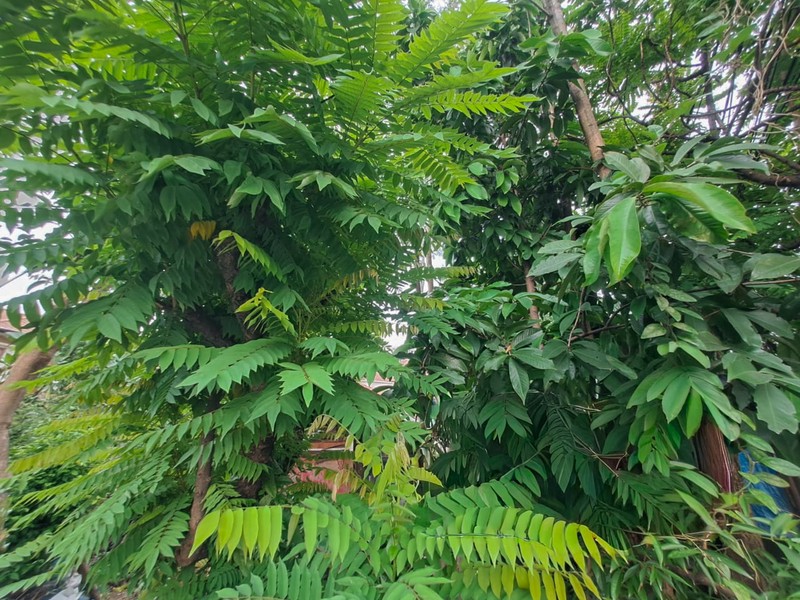 Rumah di Kebon Jeruk Kemanggisan 